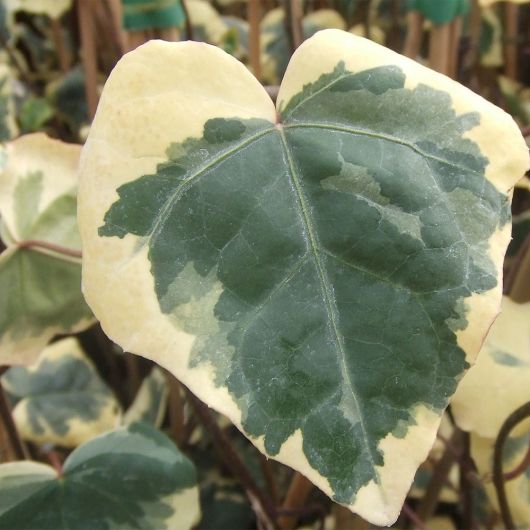 Hedera colchica Dentata Variegata